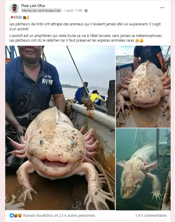 Pêche : non, un axolotl n’a pas été attrapé à Kribi